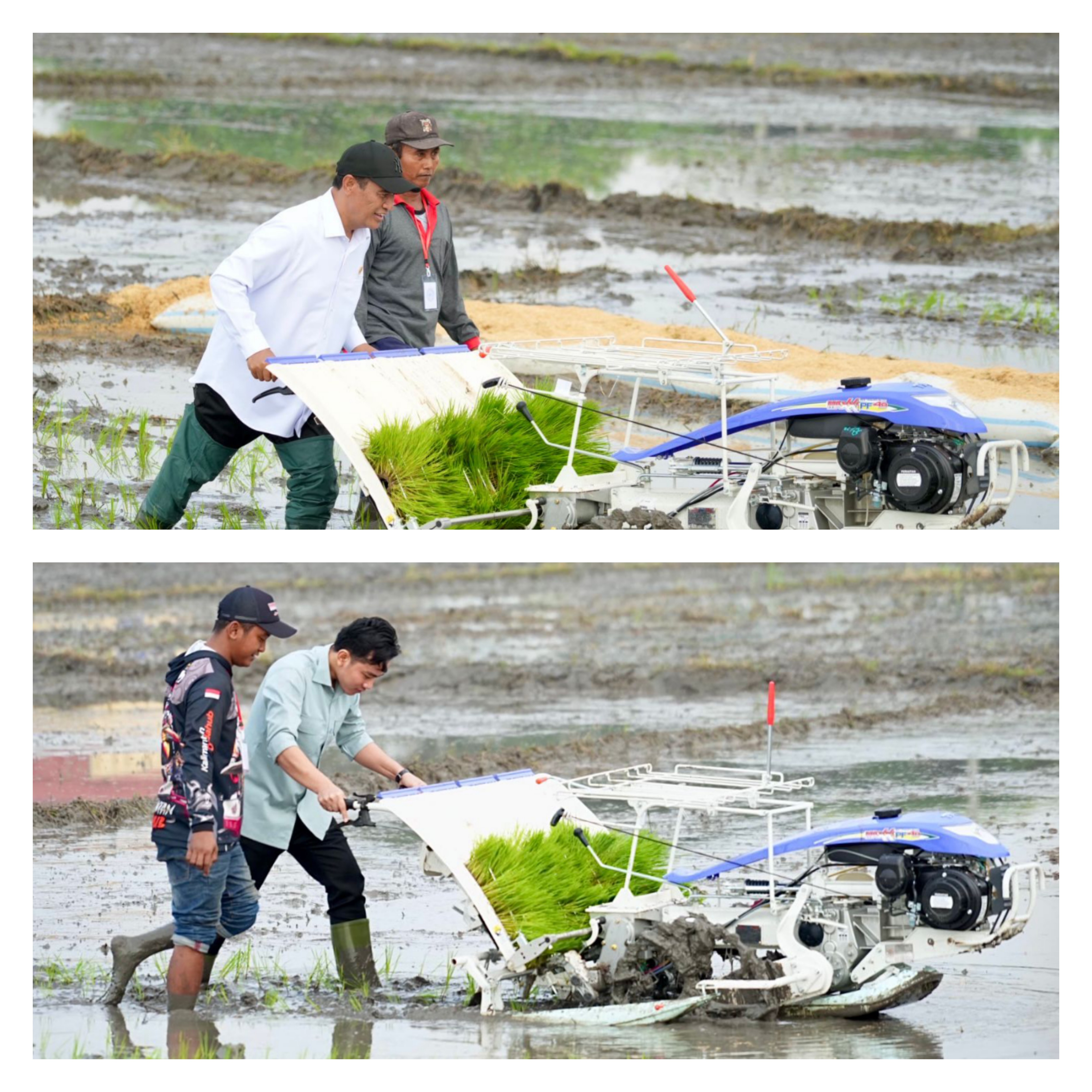 Wapres Gibran dan Mentan Amran Kompak Tanam Padi di Ngawi, Dorong Produksi dan Dukung Kebutuhan Petani