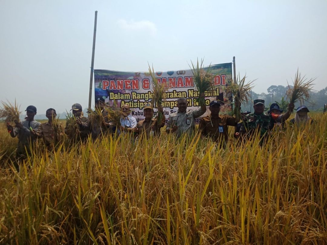 Bangkit dan Optimis Hadapi El-Nino, Petani Sungai Pandan HSU Syukuran Panen Serta Tanam Padi