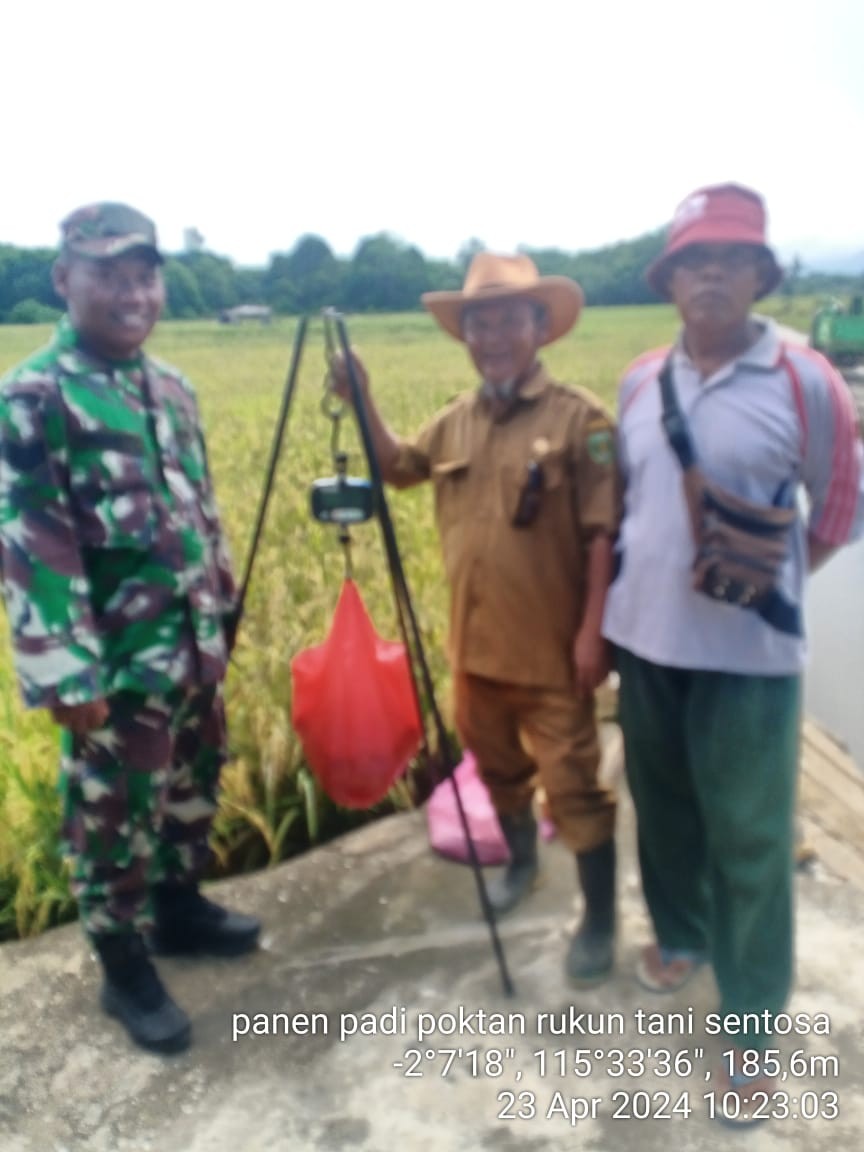 Padi Biotron Kembali Panen, Kini di Kabupaten Tabalong