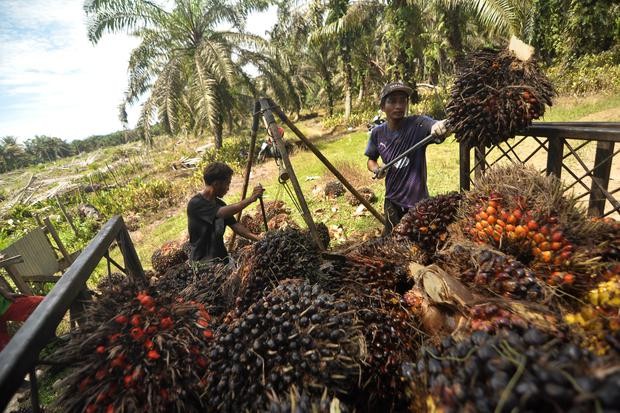 ASPEK EKOLOGI MENUJU PENGEMBANGAN SAWIT BERKELANJUTAN