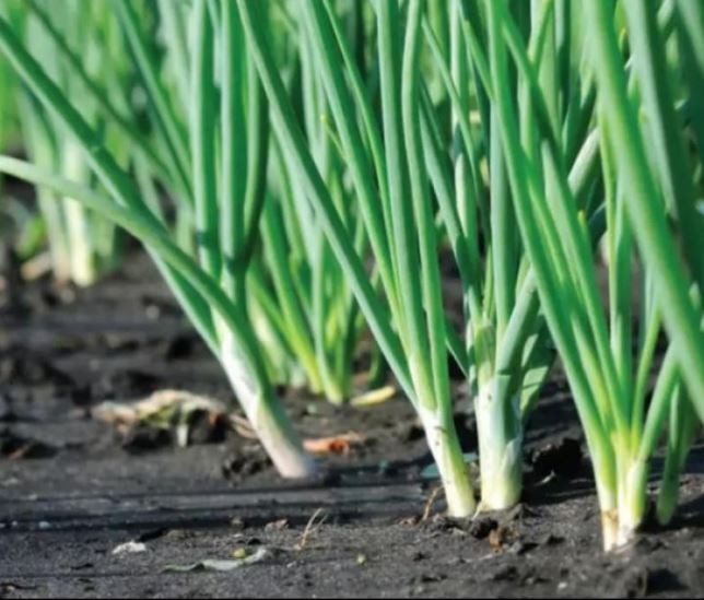 Pengendalian Hama Penyakit Bawang Daun Secara Fisik dan Mekanik