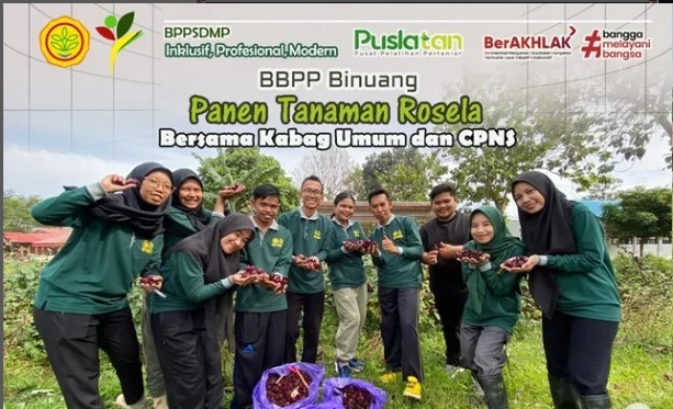 BBPP Binuang Panen Tanaman Rosela Bersama Kabag Umum dan CPNS