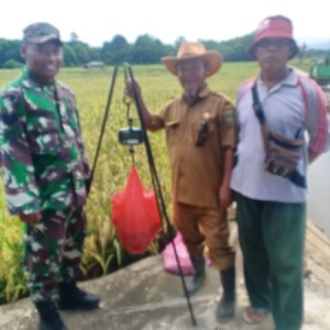 Padi Biotron Kembali Panen, Kini di Kabupaten Tabalong