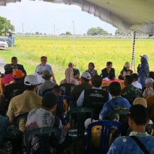BPPSDMP Kementan Tingkatkan Produktivitas Pertanian dengan Optimalisasi Lahan Rawa di Barito Kuala