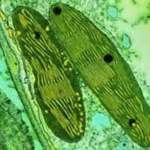 Bakteri Fotosintetik sebagai Agen Hayati Pemacu Laju Fotosintesis Tanaman