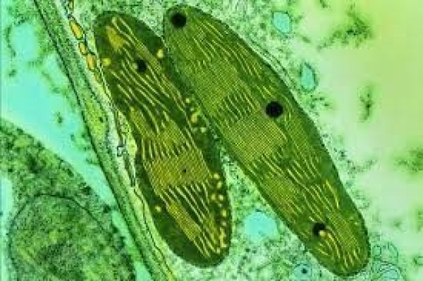 Bakteri Fotosintetik sebagai Agen Hayati Pemacu Laju Fotosintesis Tanaman